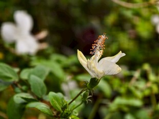 白色木槿花绽放绿意间