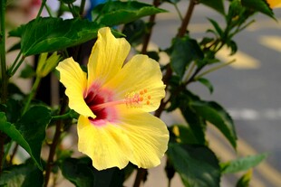 黄色木槿花特写