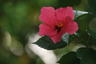 娇艳木槿花