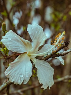 带露木槿花特写