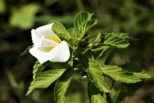 白色绽放木槿花