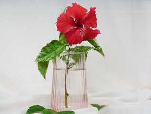 花瓶中绽放的木槿花