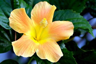 橙黄色木槿花特写