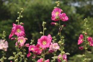 蜀葵花绽放于绿意间