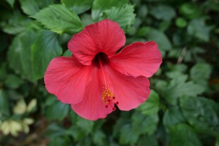 娇艳红扶桑花