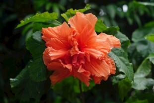 橙红色木槿花绽放