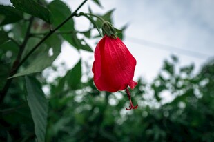 娇艳红铃花 