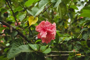 娇艳木槿花绽放绿叶间