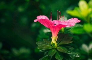 娇艳粉色木槿花