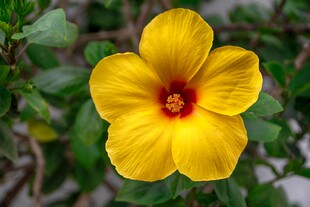 黄色单瓣木槿花