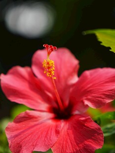 娇艳红扶桑花绽放