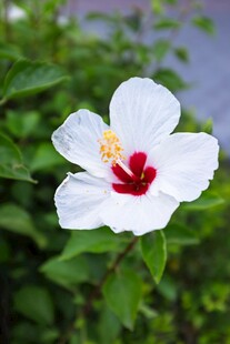 白色扶桑花特写