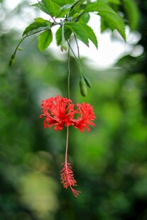 木槿花