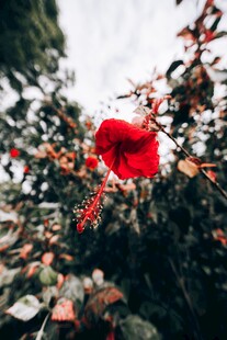 绿叶丛中木槿花