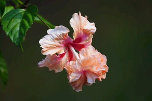 娇艳木槿花绽放