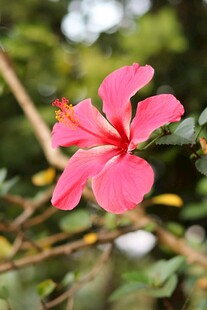 娇艳粉色扶桑花特写