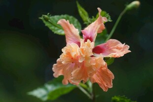 娇艳木槿花