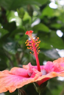 娇艳木槿花特写