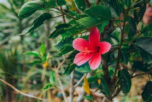 娇艳木槿花