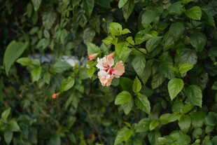 绿叶丛中的木槿花