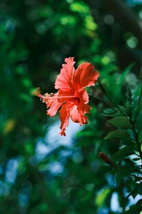 娇艳朱槿花绽放绿叶间