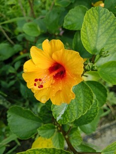黄色扶桑花特写