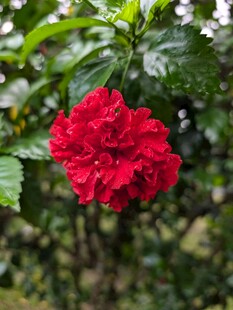 娇艳欲滴的红色扶桑花