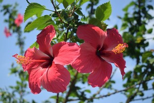娇艳朱槿花绽放枝头