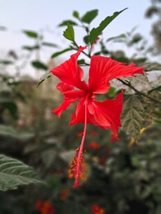 娇艳朱槿花绽放