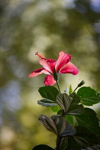 娇艳红扶桑花特写