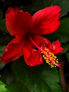 艳丽朱槿花