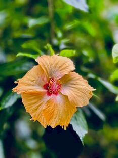橙黄色木槿花特写