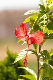 娇艳红扶桑花
