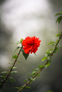 娇艳红木槿花