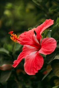 娇艳朱槿花