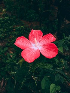 娇艳红色木槿花