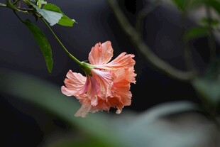 娇艳粉色扶桑花特写