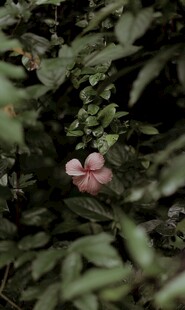绿叶间的粉嫩木槿花