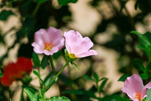 娇艳粉色木槿花