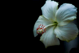 白色木槿花特写