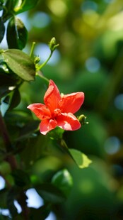 娇艳红木槿花