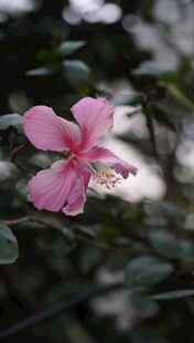 娇艳粉色木槿花