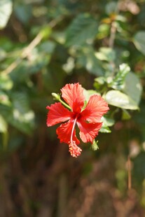 娇艳朱槿花