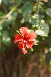 娇艳红扶桑花