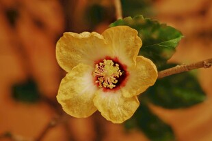 黄色木槿花特写