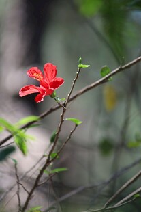 枝头绽放的木槿花