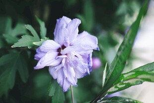 紫色娇美花卉特写