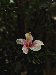 单朵芙蓉花绽放