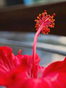 娇艳朱槿花蕊特写