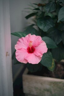 娇艳粉色木槿花特写